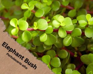 Elephant Bush (Portulacaria afra) is a succulent with red stems and green leaves