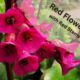 Bergenia has pink to red flowers on red stems