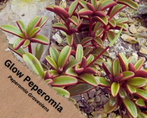 Glow Peperomia has red stem and green leaves that are red on underside