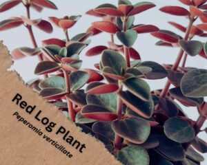 Red Log Plant (Peperomia verticillate) has red stem with red and green leaves