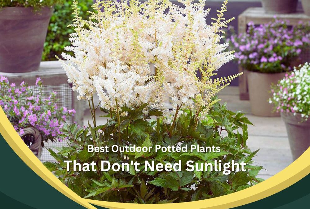 False Goat's Beards are Outdoor Potted Plants That Don’t Need Sunlight