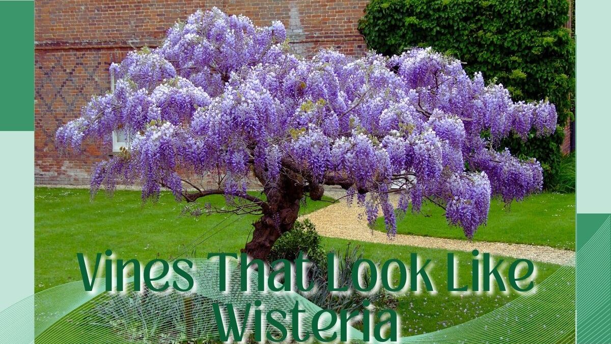8 Vines That Look Like Wisteria: Identify By Images And Tool