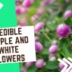 9 Edible Purple and White Flowers update 2023