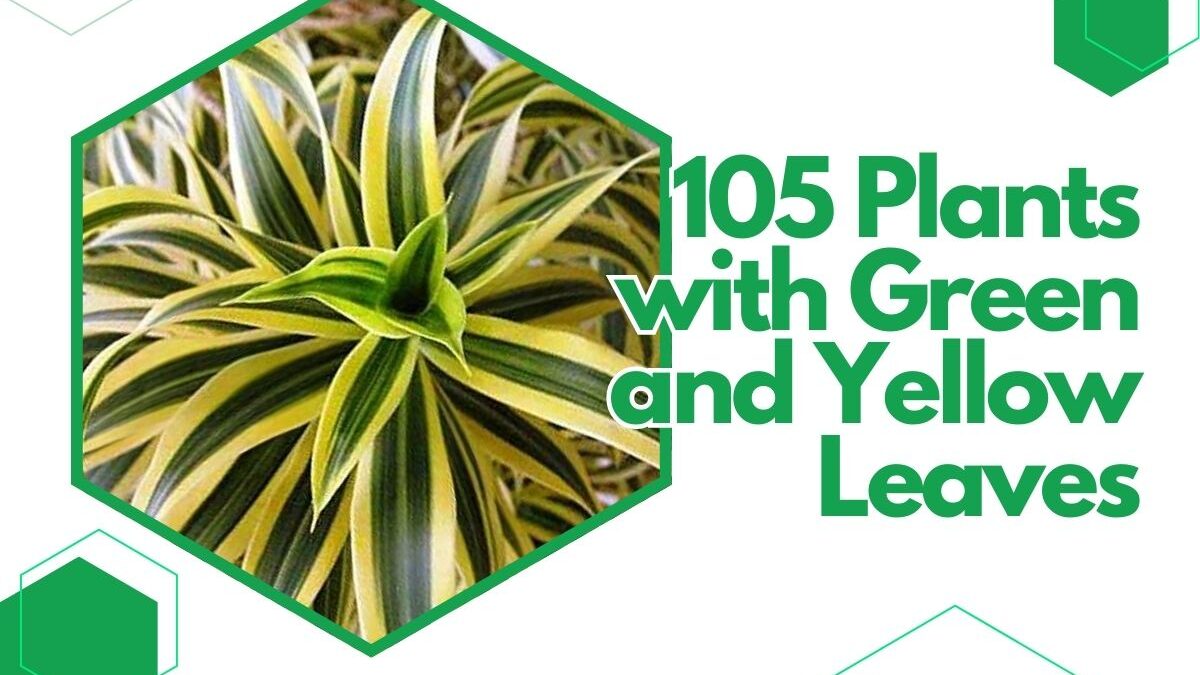 A comprehensive collection of 105 Plants with Green and Yellow Leaves Identification with Images and Tool