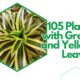 A comprehensive collection of 105 Plants with Green and Yellow Leaves Identification with Images and Tool