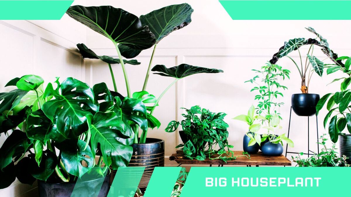Big houseplant