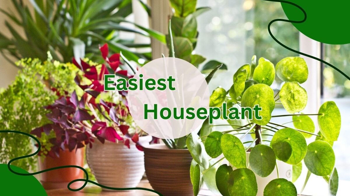 Easiest Houseplant