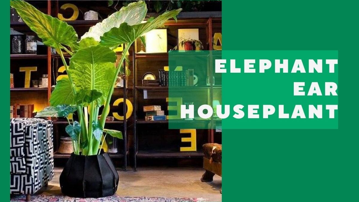 Elephant Ear Houseplant