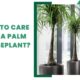 How To Care For A Palm Houseplant