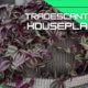 Tradescantia houseplant: Tradescantia Houseplant care and all you need to know