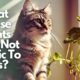 What House Plants Are Not Toxic To Cats + Care Tips