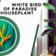white bird of paradise houseplant