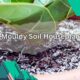 Mouldy Soil Houseplant