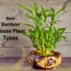 the best bamboo house plant types