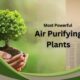 air purifying plants to clean the atmosphere of house