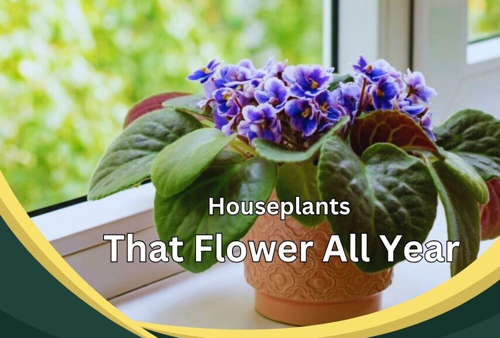 Houseplants That Flower All Year