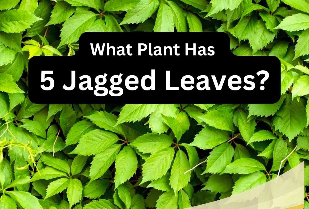 A Plant that Has 5 Jagged Leaves