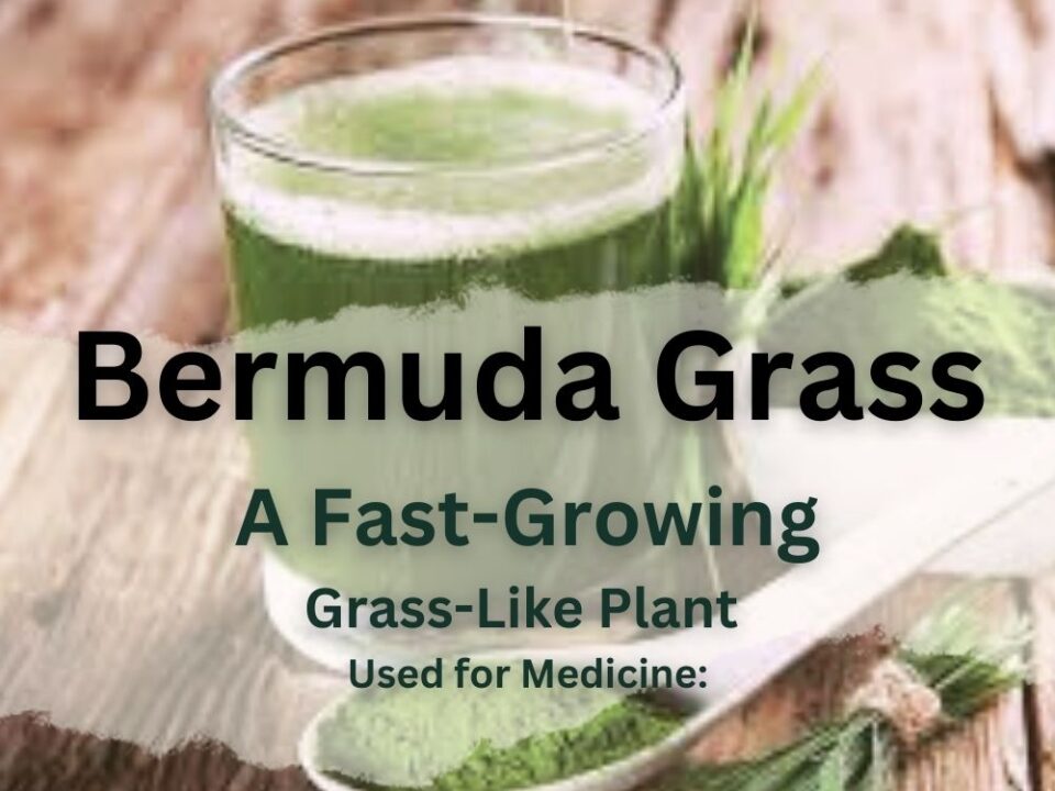 Bermuda Grass: A Fast-Growing, Grass-Like Plant Used for Medicine