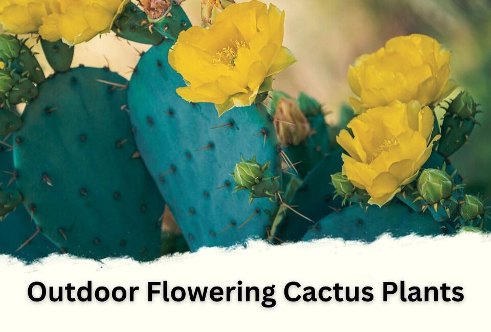 Outdoor Flowering Cactus Plants