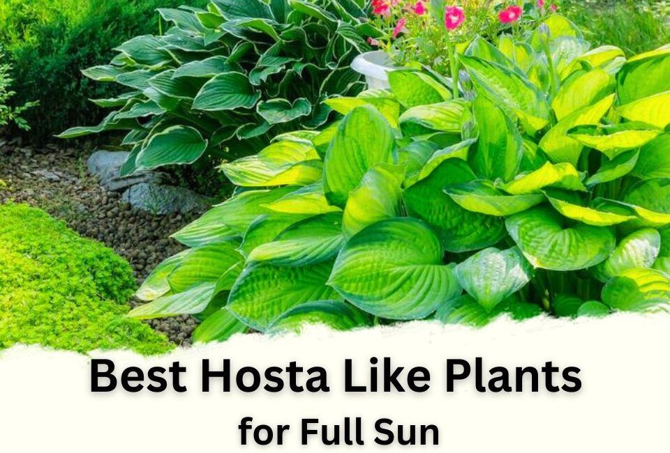 Best Hosta Like Plants for Full Sun