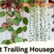 String of Hearts is a trailing houseplant
