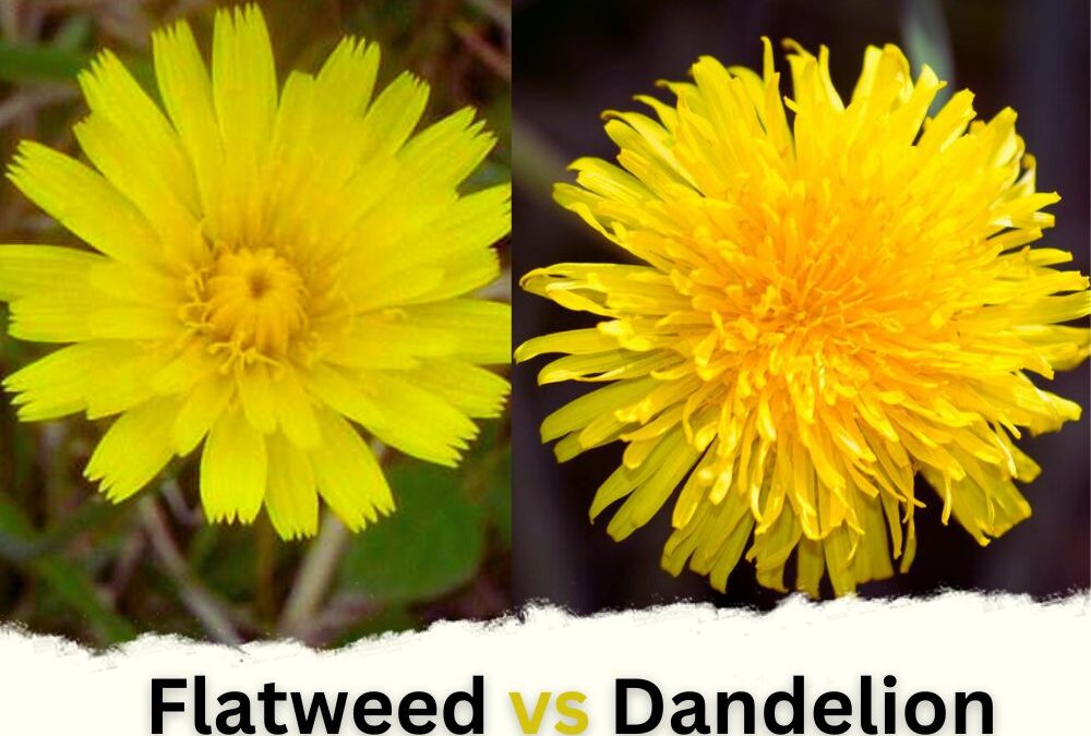 Flatweed vs Dandelion (Catsear vs Dandelion)