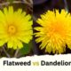 Flatweed vs Dandelion (Catsear vs Dandelion)