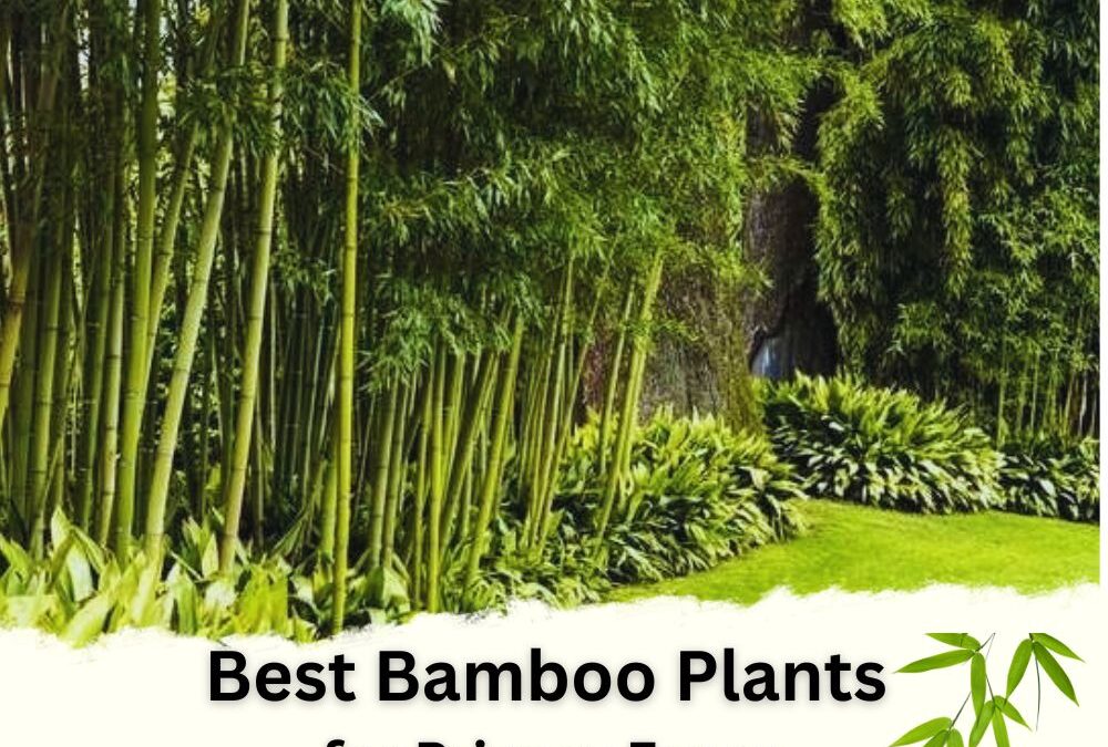 Best Bamboo Plants for Privacy Fence