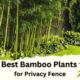 Best Bamboo Plants for Privacy Fence