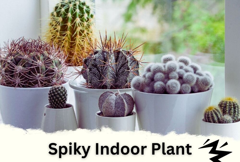 Spiky Indoor Plant Identification with Images and Tools