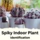 Spiky Indoor Plant Identification with Images and Tools