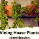 Vining House Plants Identification by Images and Best Tool