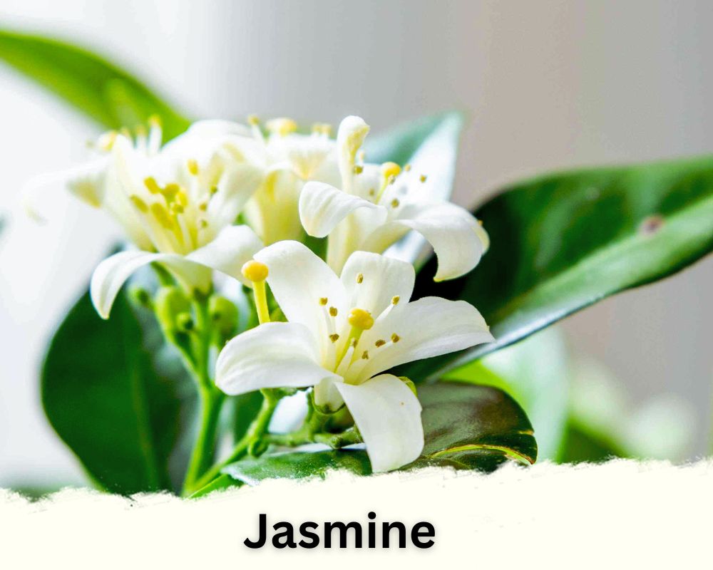 24 Vining House Plants Identification by Images and Best Tool - House ...