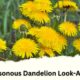 Poisonous Dandelion Look-alike