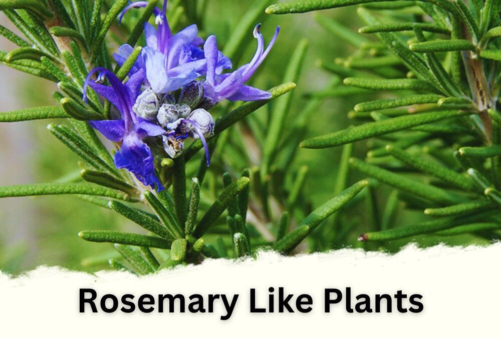 Rosemary Like Plants