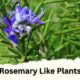 Rosemary Like Plants