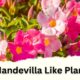 Mandevilla Like Plants