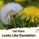 Tall Plant Looks Like Dandelion