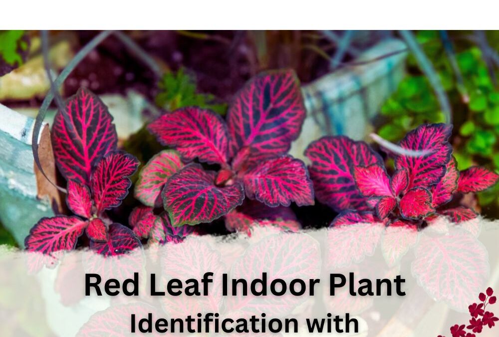 Red Leaf Indoor Plant Identification