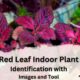Red Leaf Indoor Plant Identification
