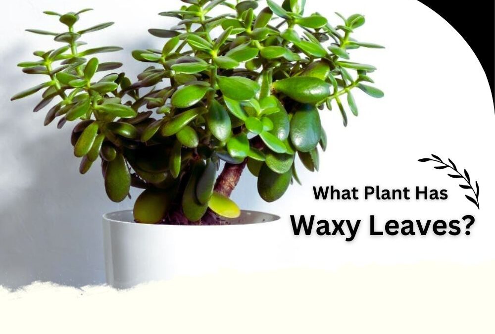what plant has waxy leaves? jade plant is one of them