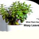 what plant has waxy leaves? jade plant is one of them