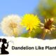 Dandelion Like Plants: Identification Guideline