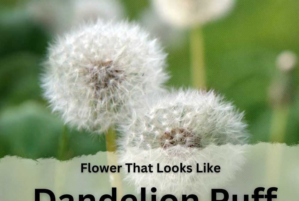 Flower That Looks Like Dandelion Puff