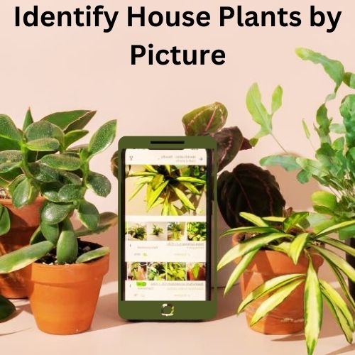 Identify House Plants by Picture - www.houseplantidentifier.com