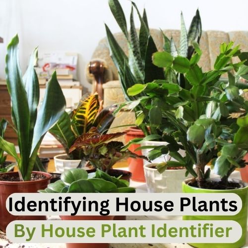 House Plant Identifier 100 Free Plant Identifier Online
