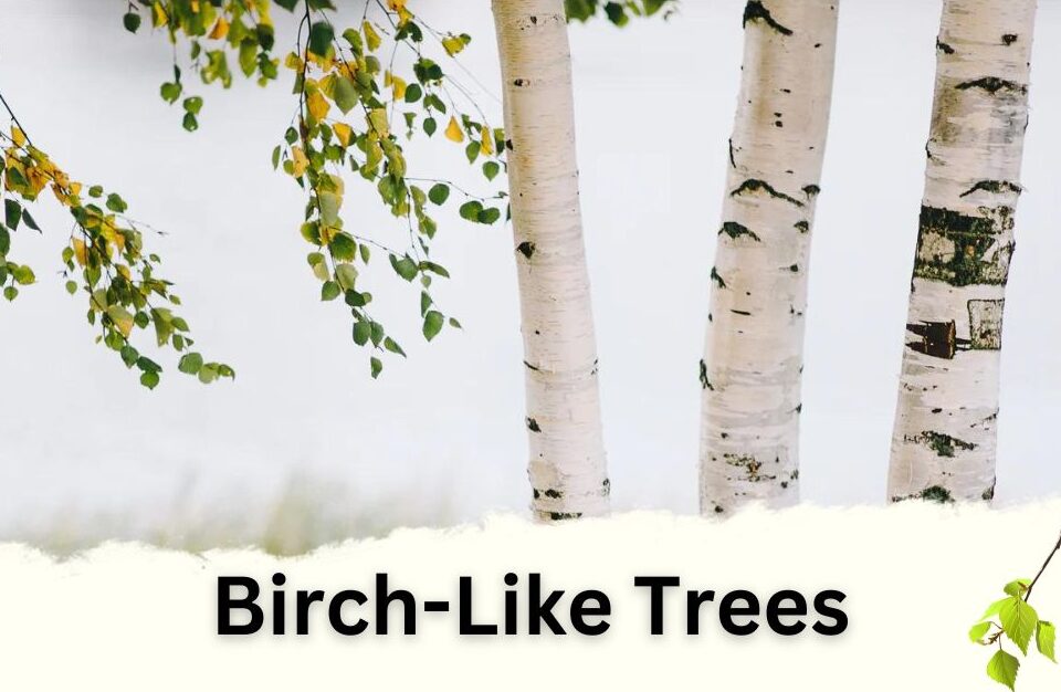 Birch Like Trees identification