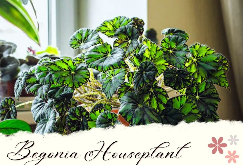 Begonia Houseplant types and requirements