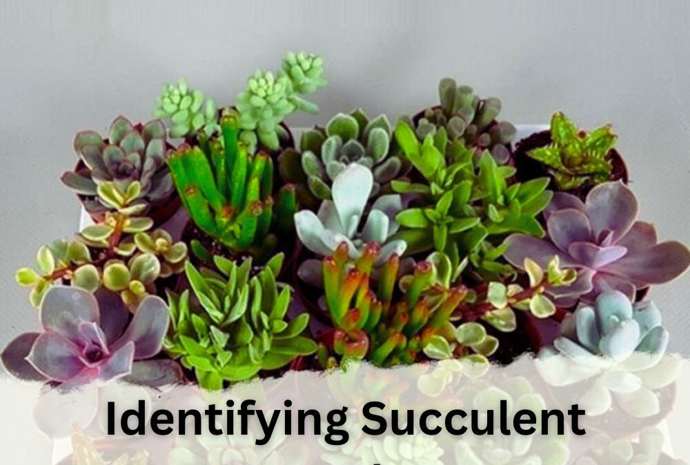 Identifying Succulent Houseplants