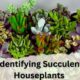 Identifying Succulent Houseplants